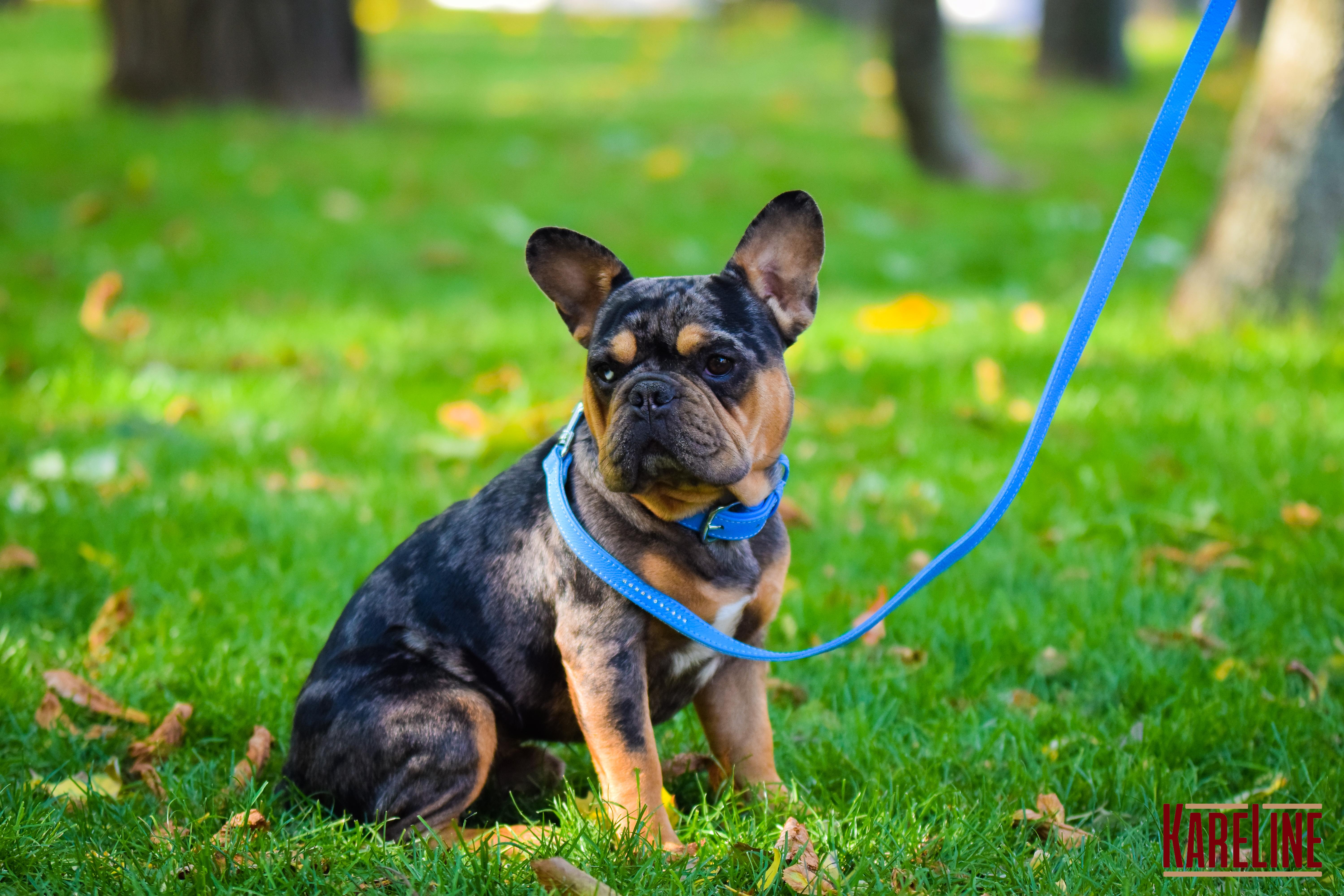 Ошейник KareLine из натуральной кожи 10 мм 190-230 мм Голубой (8130/17) - фото 2 Ошейник KareLine из натуральной кожи 10 мм 190-230 мм Голубой (8130/17) - фото 2