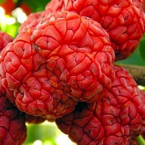 Сажанец Эксклюзив Клубничное дерево кудрания насыщенно красное Нанака Nanaka премиальный сорт обладает вкусом спелой хурмы (48119)