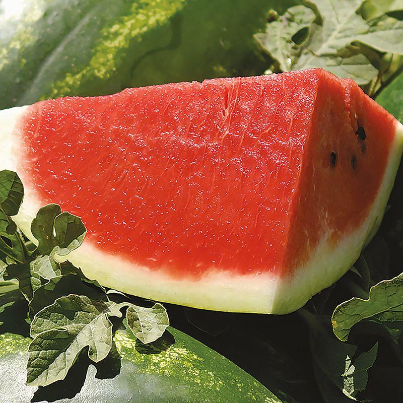 Насіння Кавун Nunhems VICTORIA F1 1 000 шт. (2289797707.5)