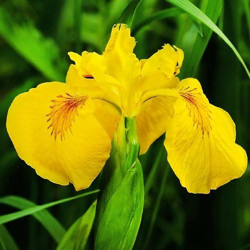 Ирис Florium ложноаирный (7299)