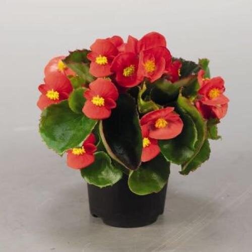 Семена цветов Бегония вечноцветущая Super Olympia Red Benary 50 шт. (BN00419-3)