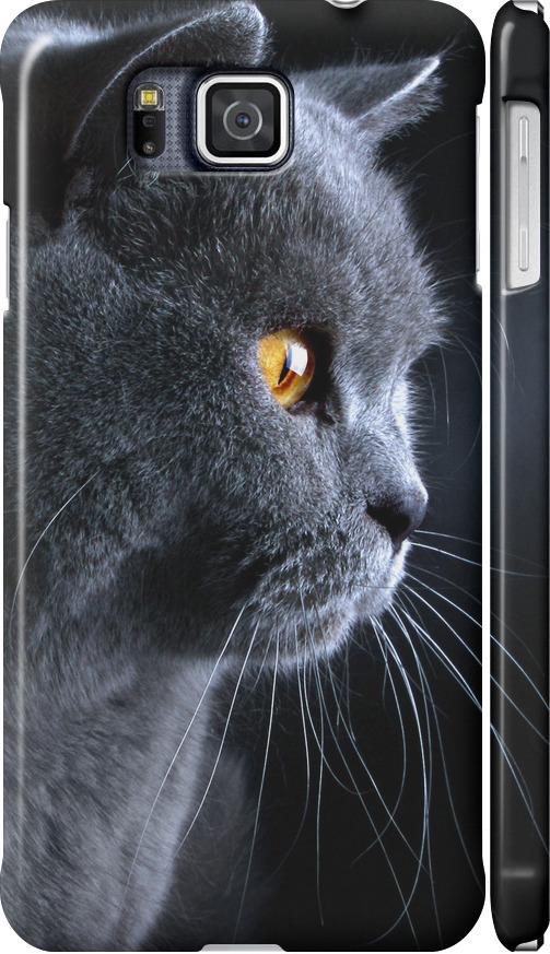 Чехол на Samsung Galaxy Alpha G850F Красивый кот (3038c-65-42517)