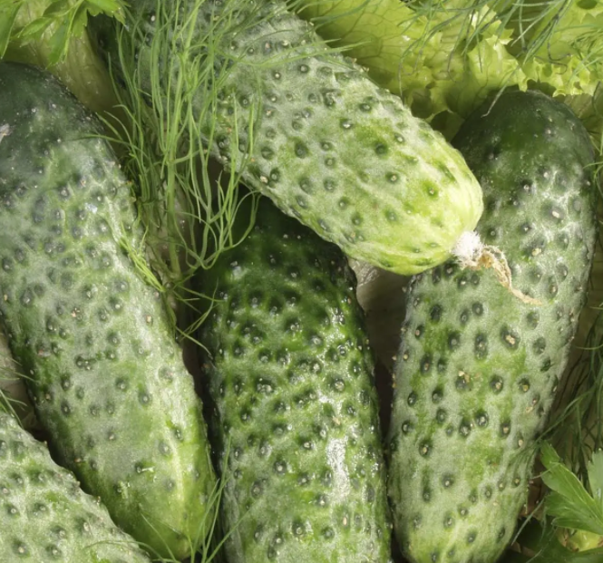 Семена Огурец Chaikovskiy F1 ТД Гекса-Украина 250 шт. 01-18-211 (IR00469)