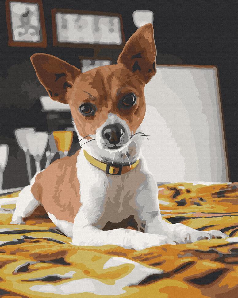 Картина по номерам Art Craft Чихуахуа 40х50 см (11633-AC)