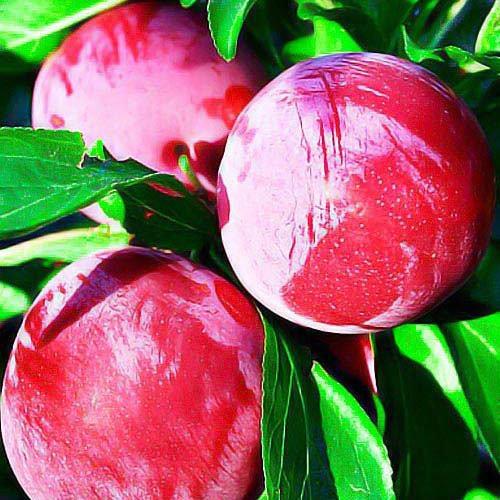 Сажанец Слива Оцарк Премьер летний сорт среднеранний срок созревания (25929)