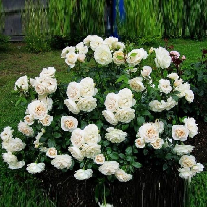 Роза Lions Rose Флорибунда (2669458400)