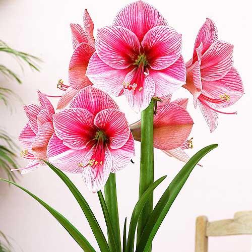 Амариллис Florium Purple Rain (5582)