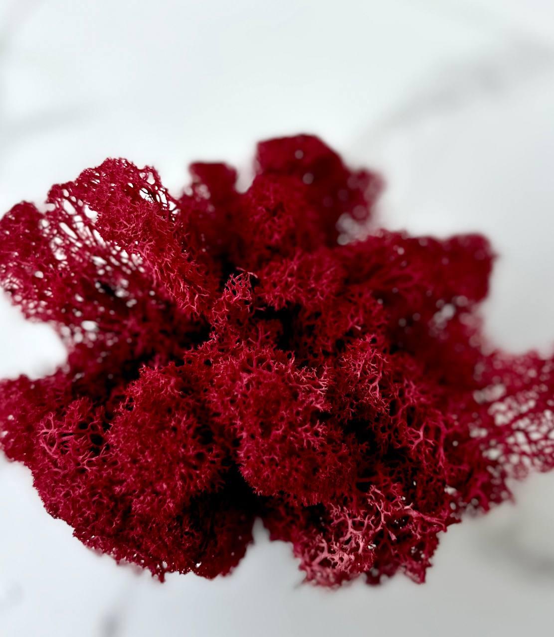 Стабилизированный мох Autumn (20698548)