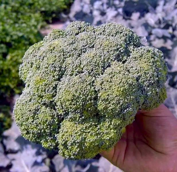 Капуста Брокколи Агасси F1 20 шт./5 пак. (38291099)