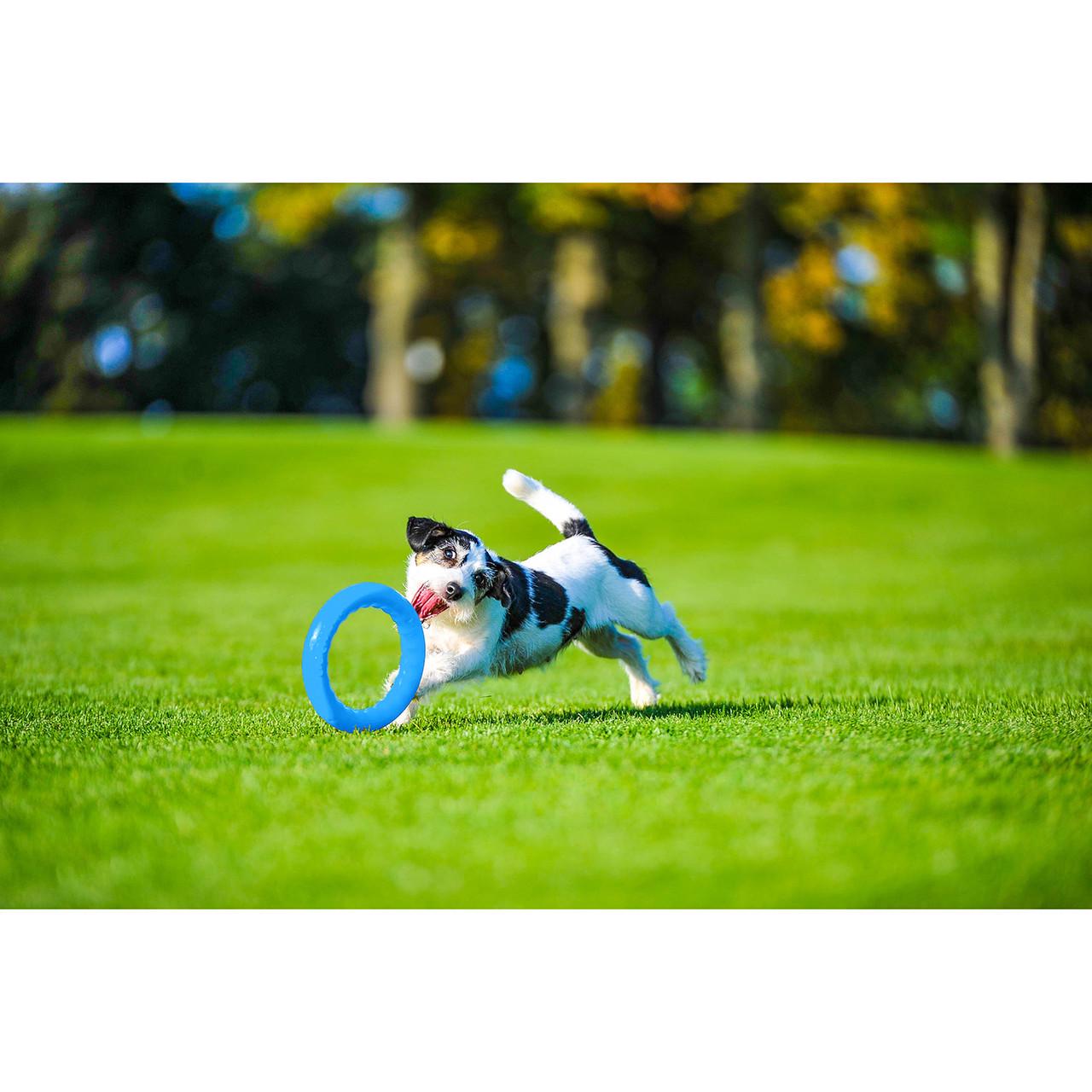 Игрушка для собак PitchDog 20 см Голубой (62372) - фото 3 Игрушка для собак PitchDog 20 см Голубой (62372) - фото 3