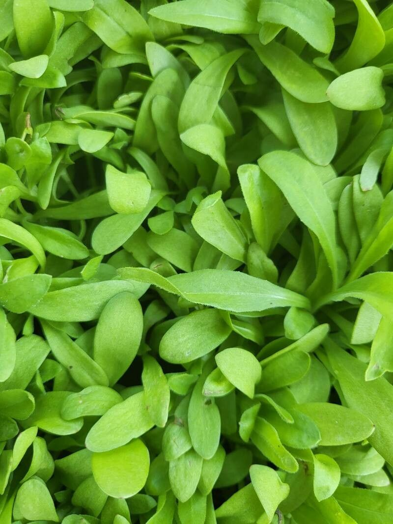 Семена Кресс-салат Афродита 2 г 850 шт. скороспелый (RS-00927) Семена Кресс-салат Афродита 2 г 850 шт. скороспелый (RS-00927)