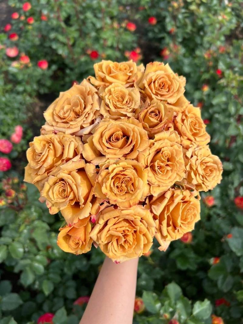 Троянда Toffee Чайно-гібридна (2669458502) - фото 8 Троянда Toffee Чайно-гібридна (2669458502) - фото 8