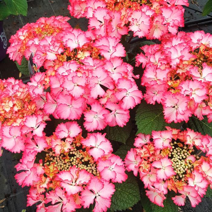 Саджанець гортензії крупнолистної Hydrangea macrophylla French Cancan Rose Р9 (1904568252) - фото 2