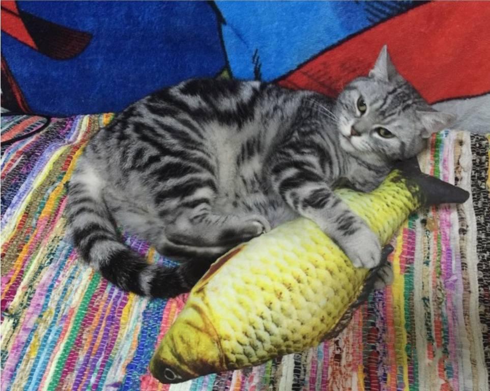 Игрушка для кошек CatNip Карась 3D плюшевая с кошачьей мятой - фото 2