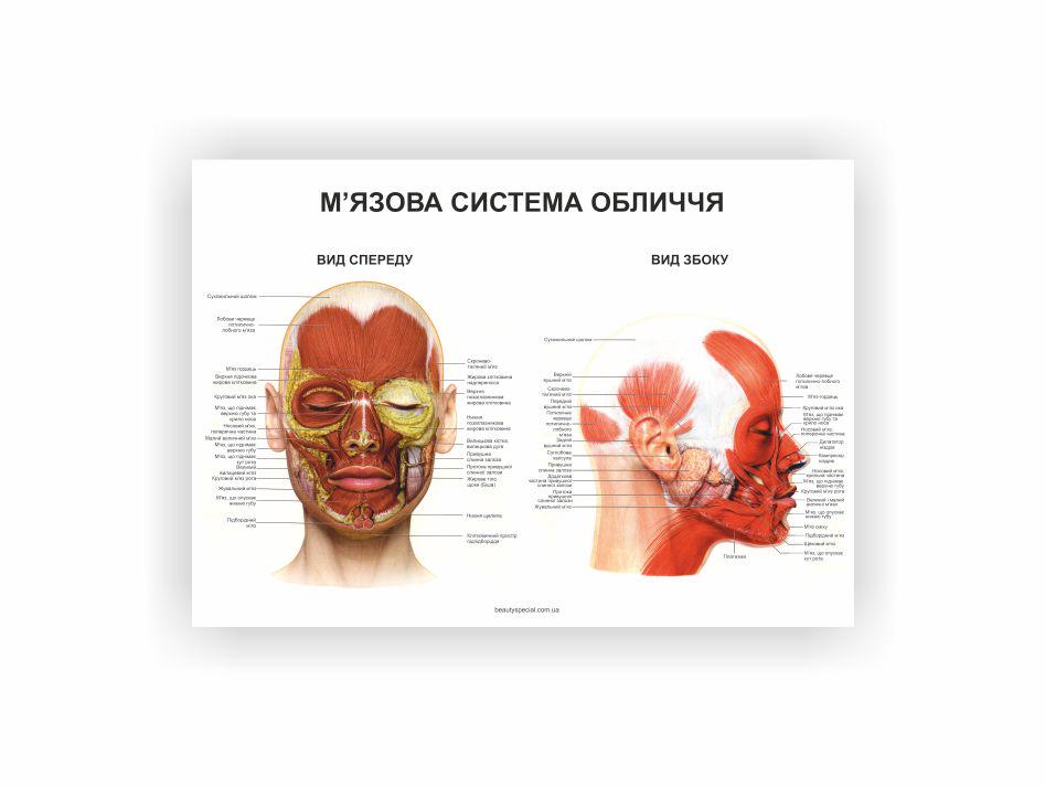 Плакат Vivay Мышечная система лица 30х40 см (23266653)