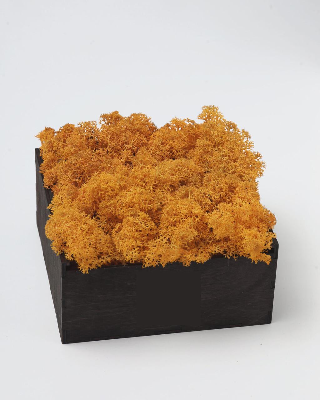 Стабилизированный мох Autumn (20698567)