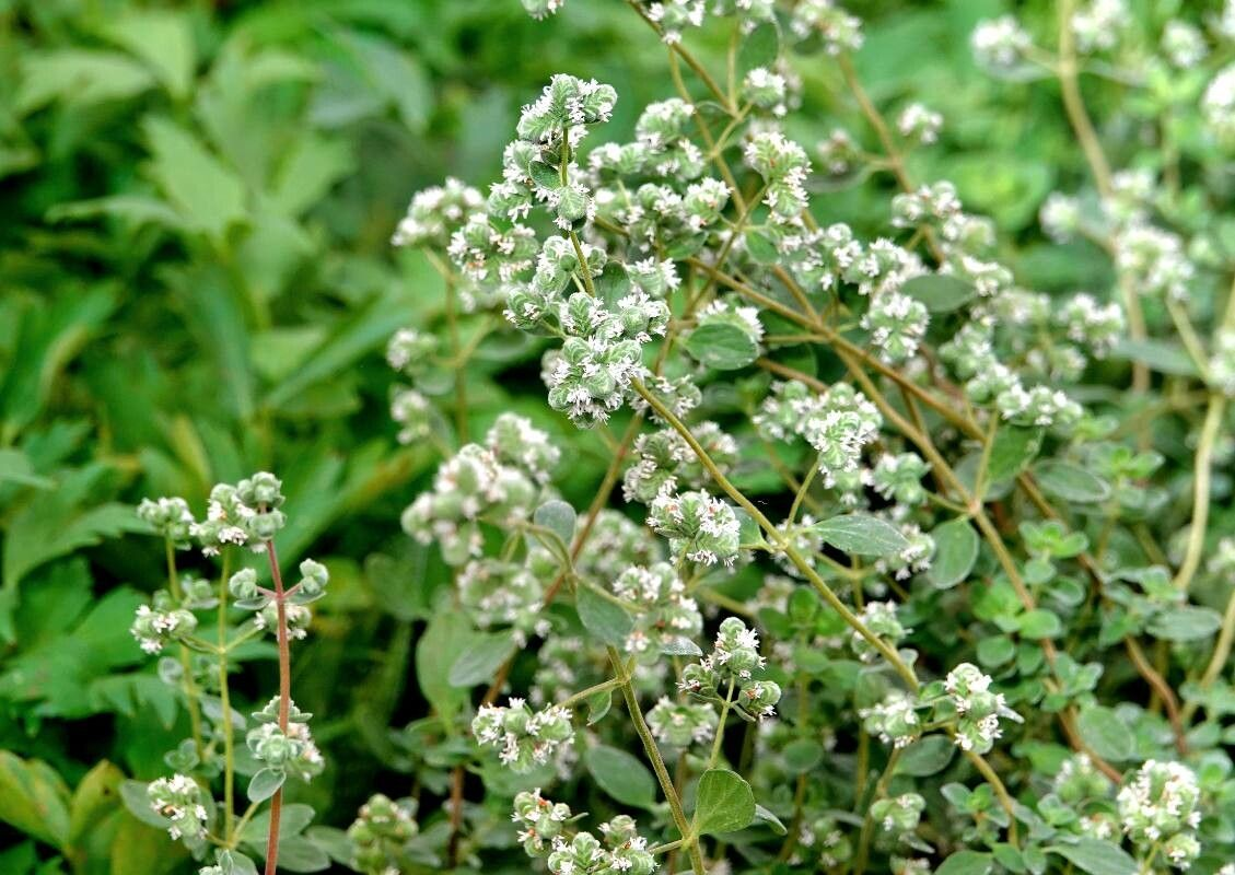 Семена Майоран Гурман 0,15 г 900 шт. Origanum majorana (RS-00847) - фото 2 Семена Майоран Гурман 0,15 г 900 шт. Origanum majorana (RS-00847) - фото 2