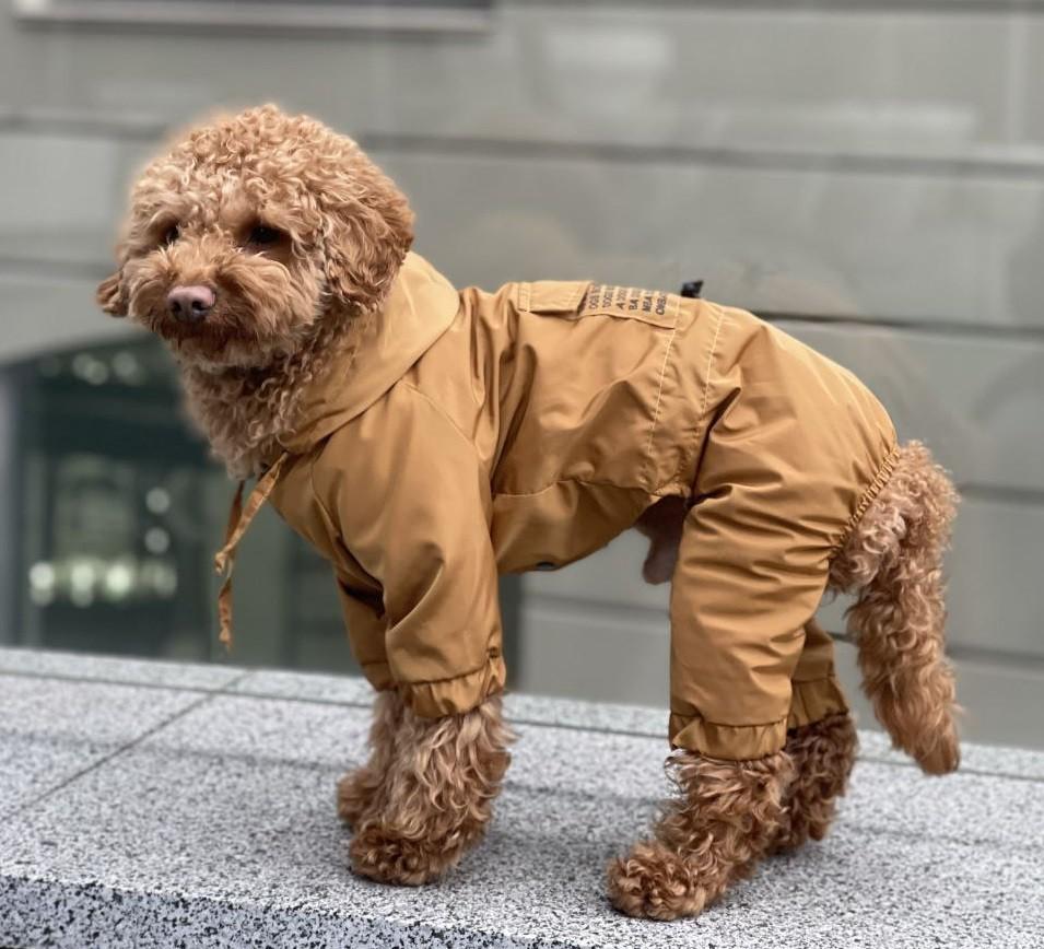 Дождевик для собак Dogs Bomba р. 4 Золотой (65805643)