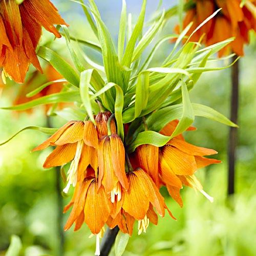 Фритиллярия Florium Іmperialis Prolifera (14988)