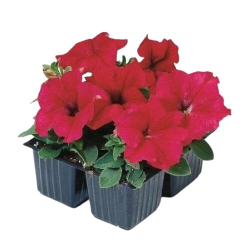Семена цветов Петуния крупноцветковая Tango Red Hem Genetics 1000 шт. (BN09418)
