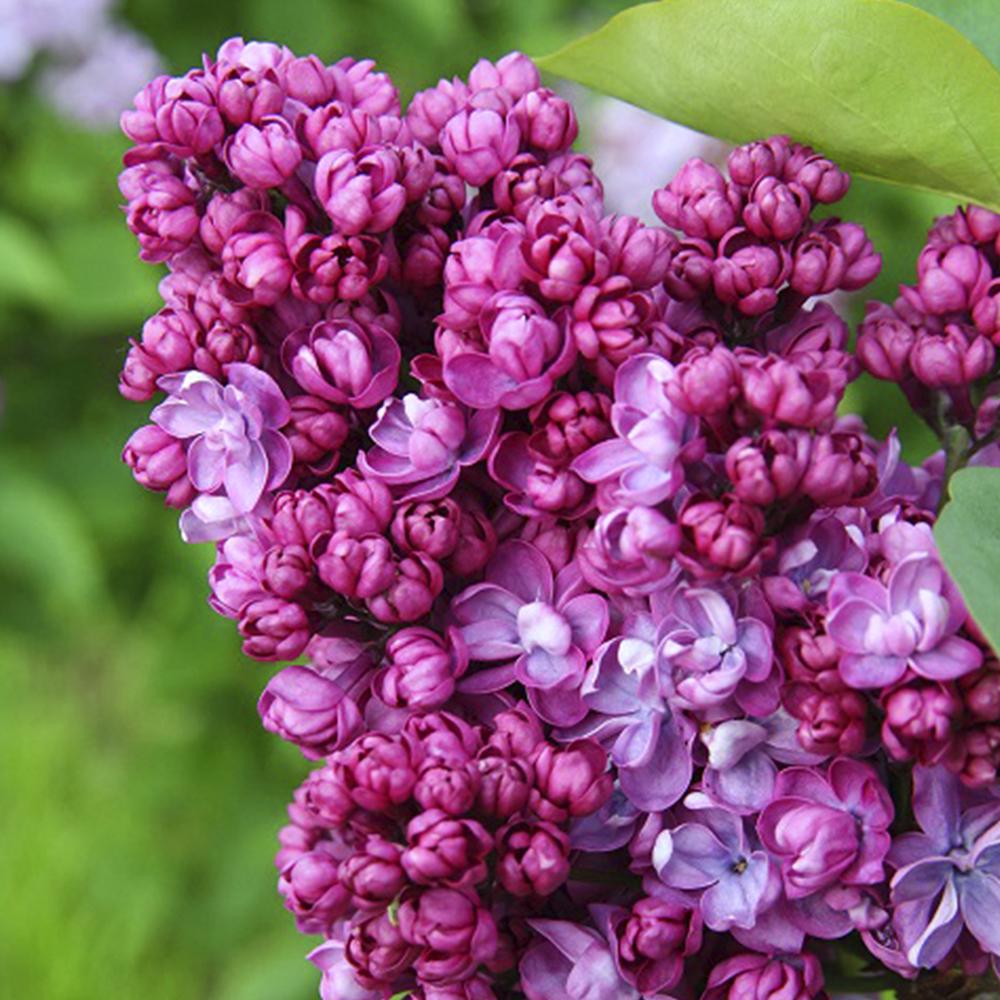 Саджанець бузку Прапор Леніна щеплена (14965013)