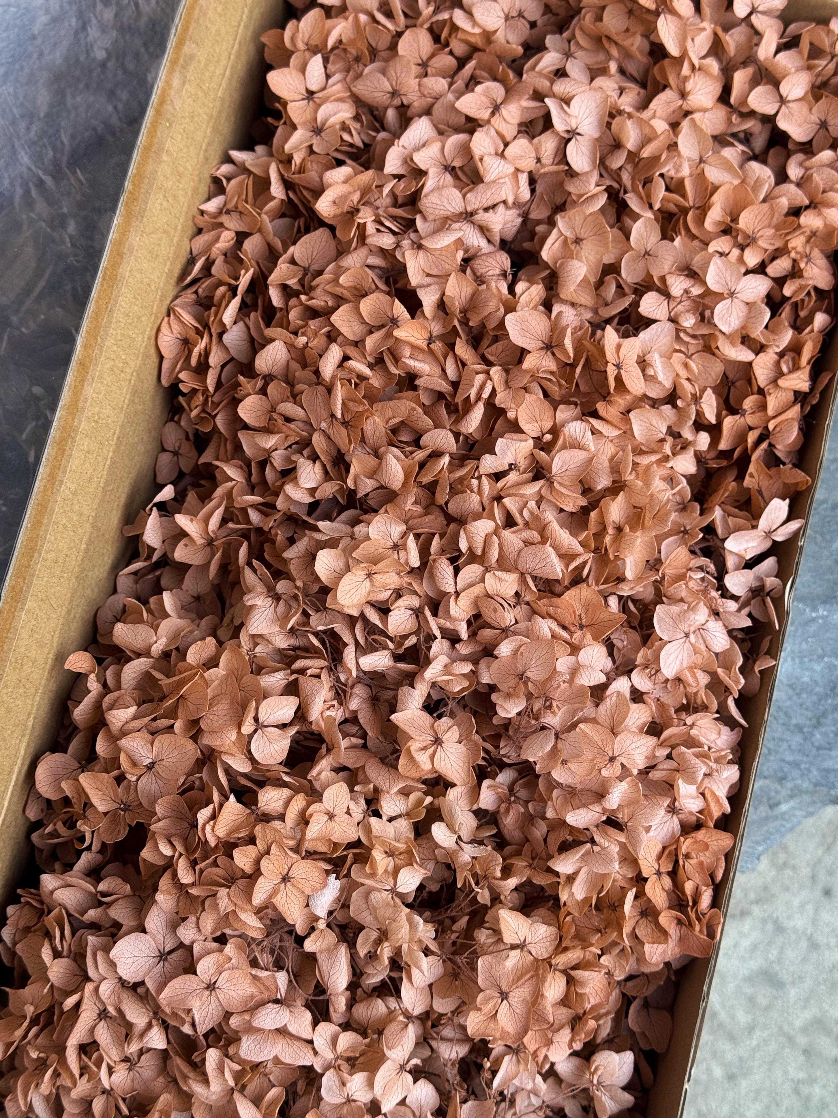 Стабілізована гортензія 10 г Теракотовий