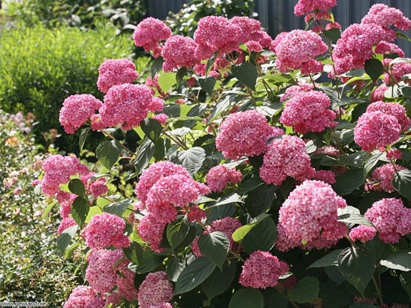 Гортензия древовидная Пинк Анабель С3 (2669489565) - фото 3 Гортензия древовидная Пинк Анабель С3 (2669489565) - фото 3