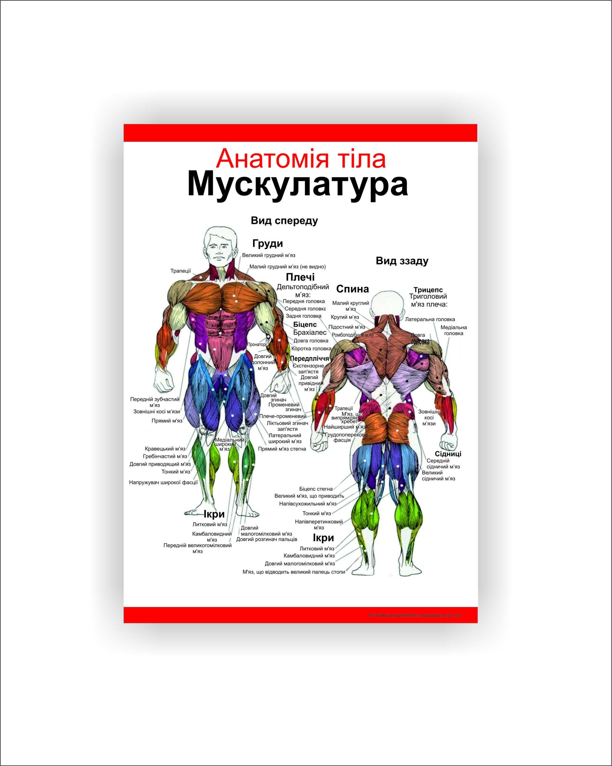 Плакат Vivay "Анатомия. Мускулатура тела" 60х80 см (25788458)