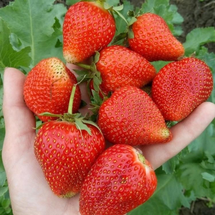 Саженец клубники Nadja очень ранняя (1896365136)