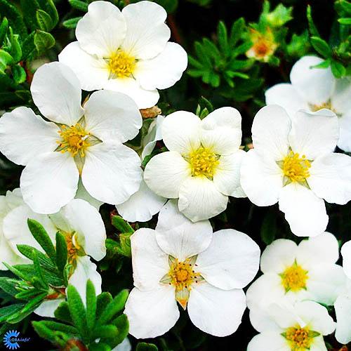 Лапчатка Florium McKay's White (11222) - фото 2