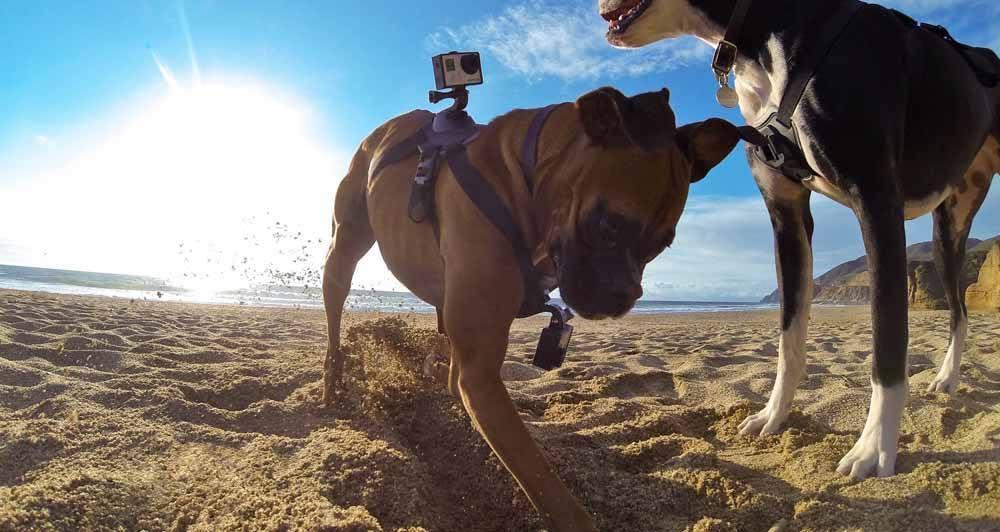 Кріплення для собаки Dog harness mount для екшн камер Xiaomi YI SJCam Gopro XTGP186 - фото 4