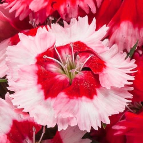 Семена цветов Гвоздика китайская Venti Parfait Strawberry Shades Syngenta 50 шт. (BN10641-3)
