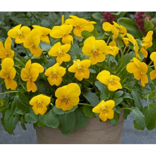 Семена цветов Виола рогатая ампельная Takii Four Seasons F1 Yellow 10 шт. (BN09022-4)