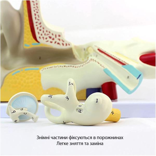 Модель анатомічна вуха людини 5х навчальна модель з ПВХ з маркуванням - фото 2 Модель анатомічна вуха людини 5х навчальна модель з ПВХ з маркуванням - фото 2