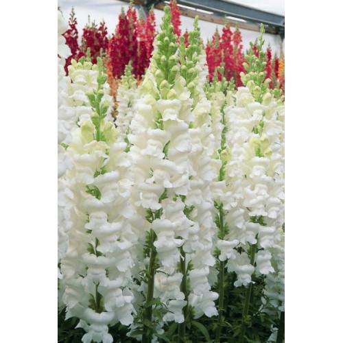 Семена цветов Львиный зев Opus III/IV F1 Early White Syngenta 100 шт. (BN09886 3)