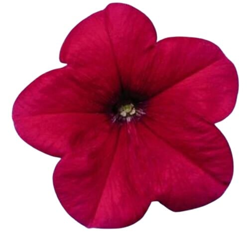 Семена цветов Петуния многоцветковая Celebrity Rose Benary 50 шт. (BN02131-3)