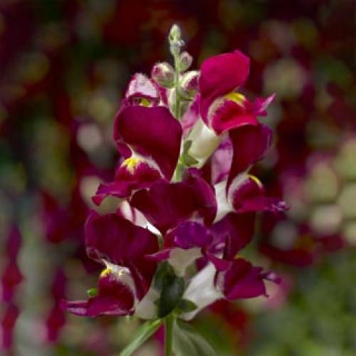 Семена цветов Syngenta Львиный зев Snaptini Burgundy Bicolor 500 шт. (BN08376-2)