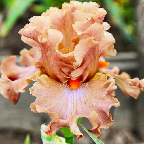 Ирис Homebody Florium