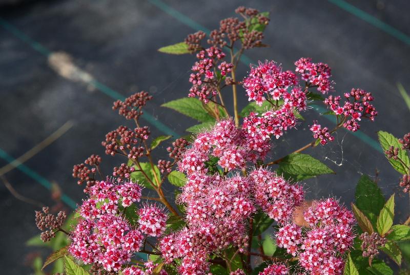 Спирея японская Манон Spiraea japonica Manon 1 шт. (38280896)