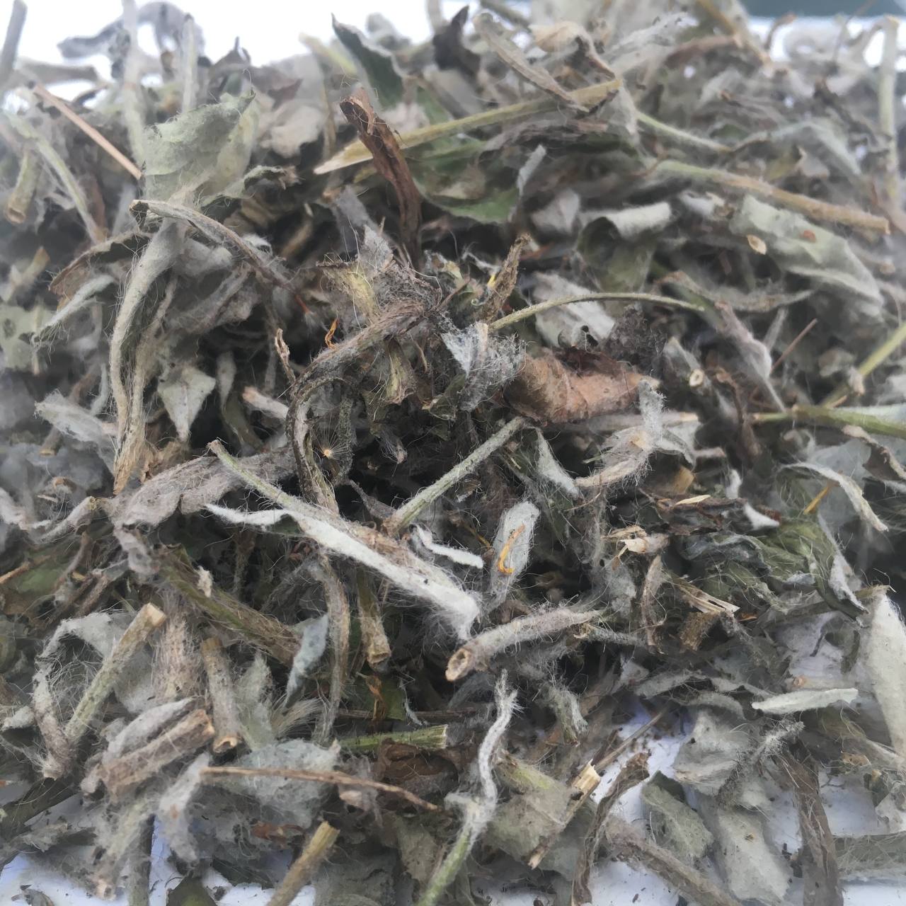 Ястребинка волосиста трава Карпаты 50 г (629701eb7927ad3a4544c812) Ястребинка волосиста трава Карпаты 50 г (629701eb7927ad3a4544c812)