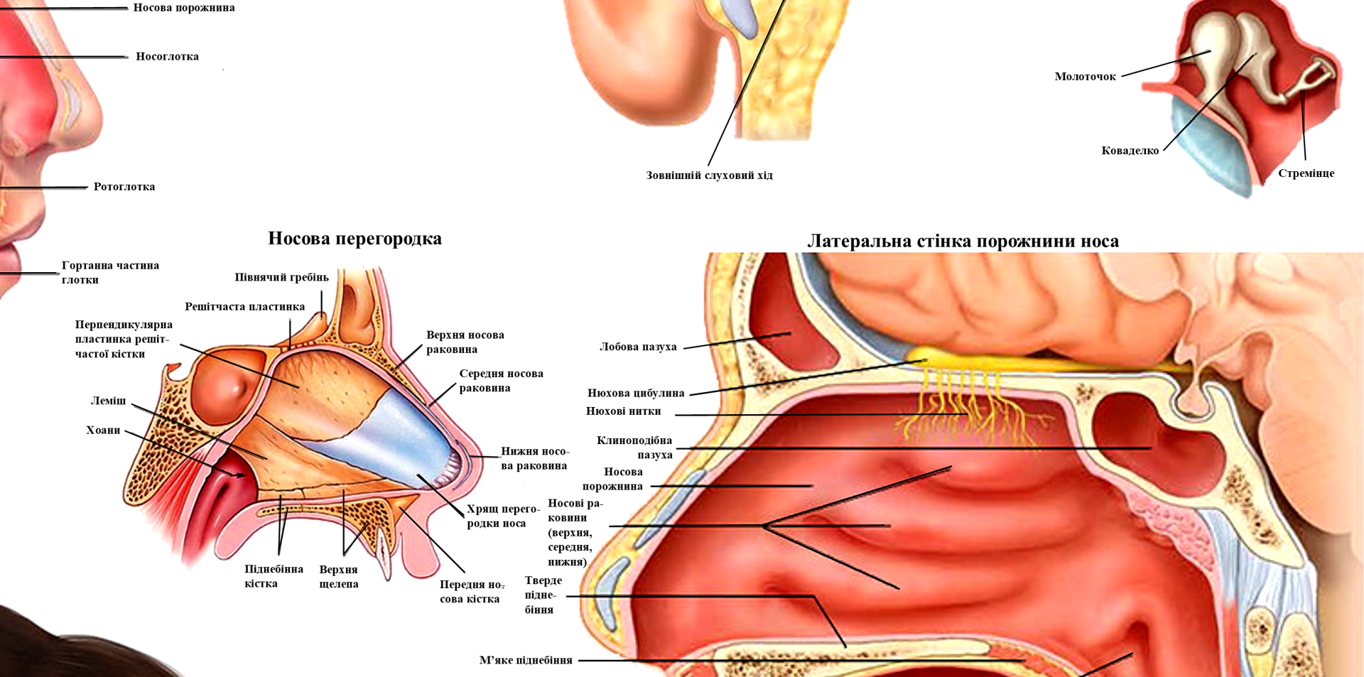 Анатомічний плакат Анатомія вуха/горла та носа 50x64,5 см (0037) - фото 2