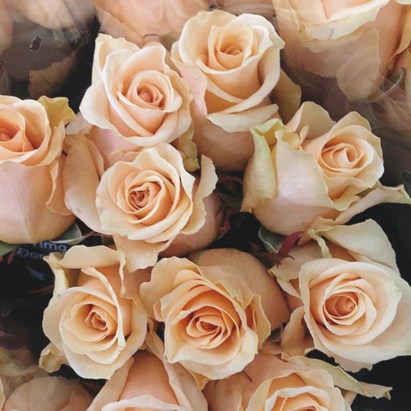 Роза Prima Donna Чайно-гибридная в контейнере (2669460473)