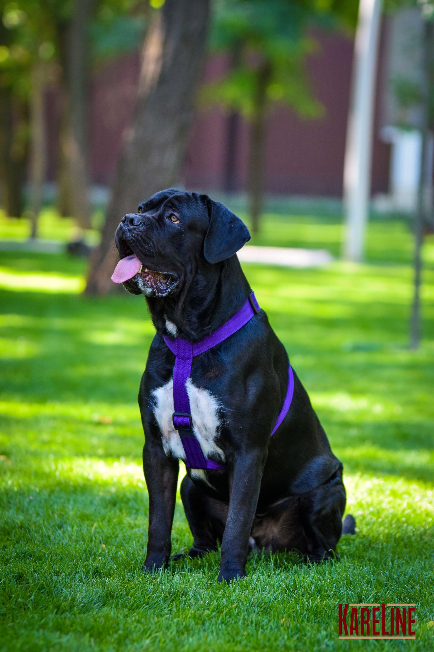Шлея анатомическая KareLine из нейлона со светоотражающими элементами 25 мм А:340-540 мм В:470-690 мм Фиолетовый (0976/9) - фото 5 Шлея анатомическая KareLine из нейлона со светоотражающими элементами 25 мм А:340-540 мм В:470-690 мм Фиолетовый (0976/9) - фото 5