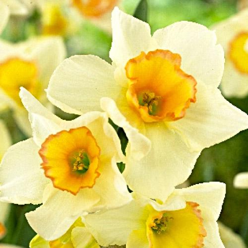 Нарцисс Florium Yazz (18177)