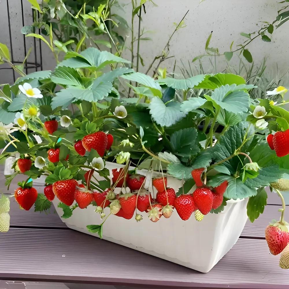 Семена комнатной ремонтантной клубники сорта Сливки 100 шт.