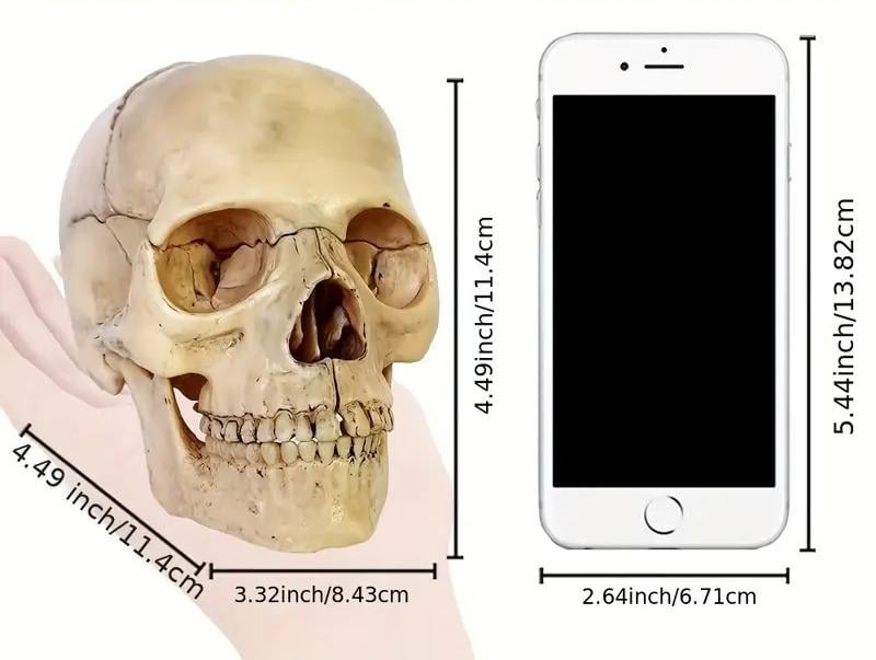 Анатомическая модель человеческого черепа разборная 15 частей 1/2 (50456) - фото 3 Анатомическая модель человеческого черепа разборная 15 частей 1/2 (50456) - фото 3