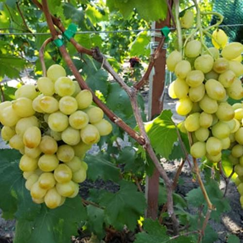 Саженцы винограда Слава Украине черенкованный 1-летний (6782)