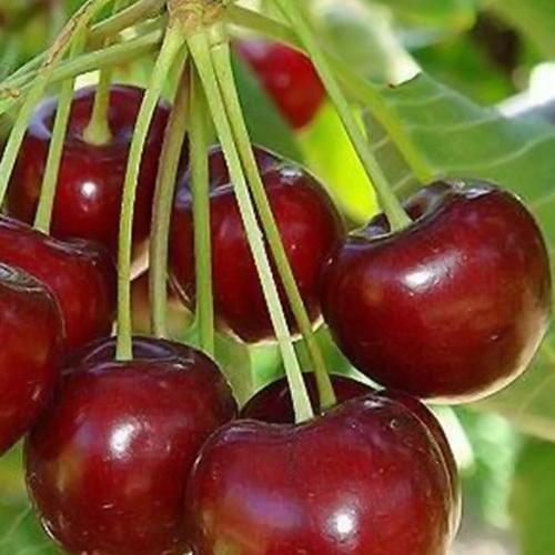 Сажанец Черешня Бигарро Бурлат летний сорт ранний срок созревания (20939)