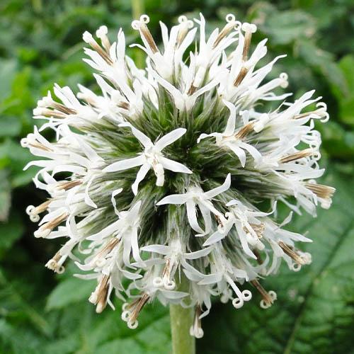 Мордовник Snow King Florium