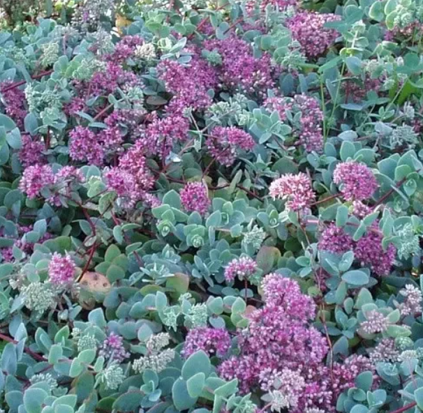 Саженцы седум Очиток Ewersii контейнер 0,5 л